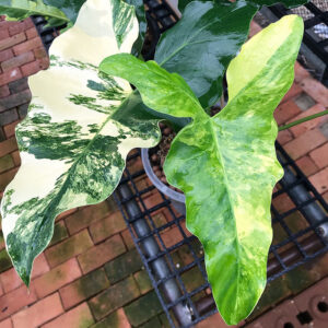 Philodendron Wiliamsi Var